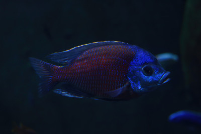 深蓝色的鱼在水族馆里游泳。
