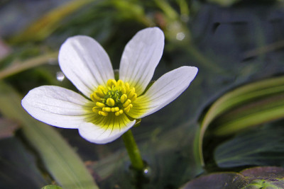 Common Water Crowfoot，瓜达拉玛国家公园，西班牙