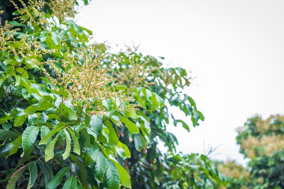 花园里的龙眼花