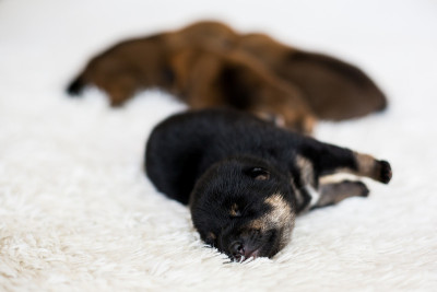 可爱的新生黑棕柴犬在毯子上睡觉的特写