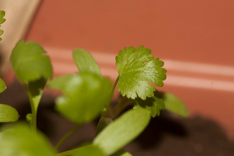 从都市花园到健康有机菜香菜