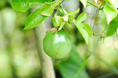 百香果
