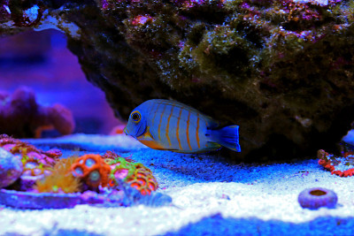 拟态伊布里堂(Acanthurus tristis)