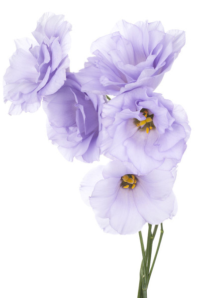 eustoma