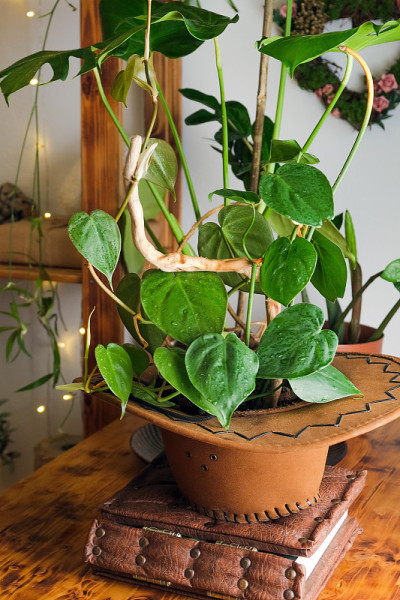 室内有时尚的植物