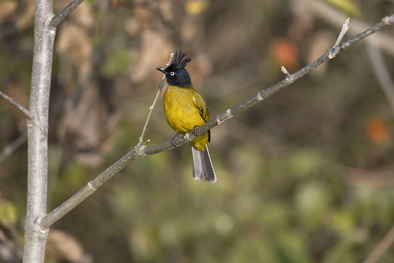 黑冠Bulbul, Rubigula flaviventris，北阿坎德邦，印度