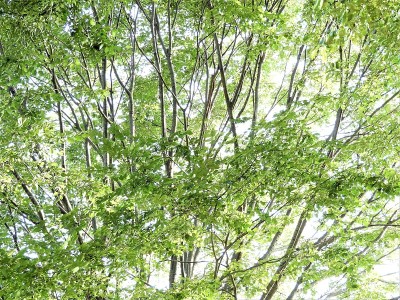 TREE7