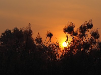 太阳正从灌木黑树的背景后面升起