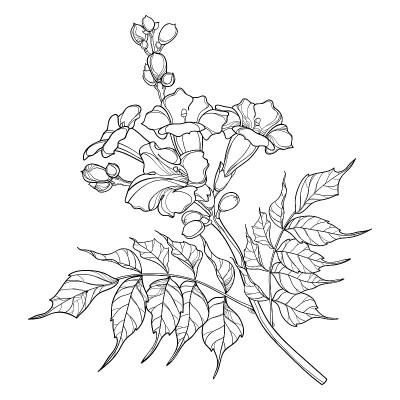 有轮廓的矢状枝菊苣或喇叭藤花束，芽和华丽的叶在黑色孤立在白色背景上。