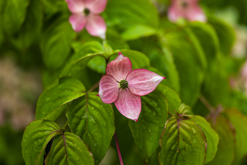 山茱萸树的花