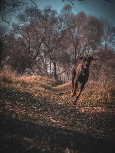杜宾犬