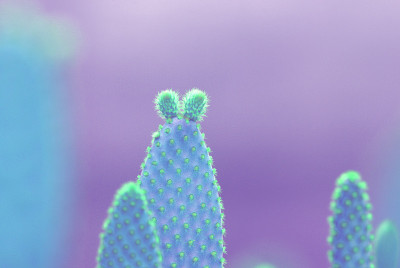 Opuntia microdasys(天使的翅膀，兔耳仙人掌，兔仙人掌或圆点仙人掌)是一种开花植物在
