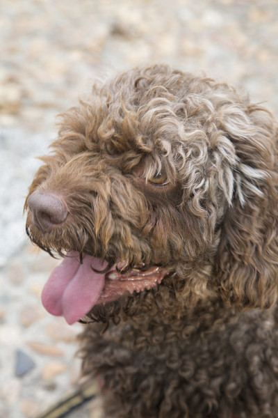 西班牙水犬