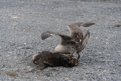 海燕吃死海豹