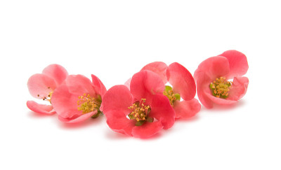 花木瓜