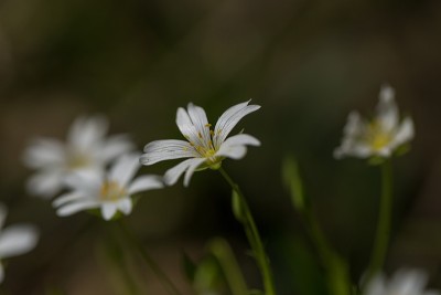 美丽的白色小鸡花盛开