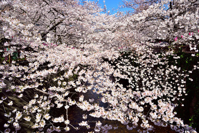 中目黑樱花节，日本东京