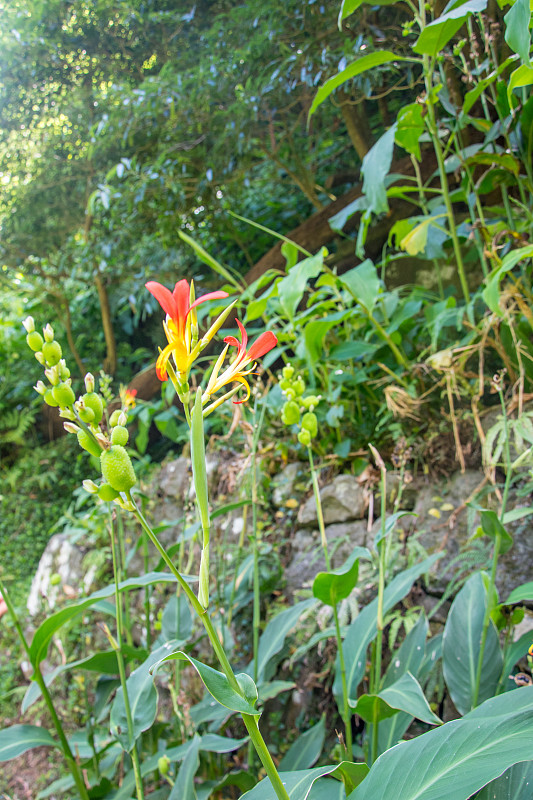 在亚速尔群岛的SAO miguel岛，漫步并发现怀孕的萨尔托瀑布