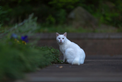 白色的猫