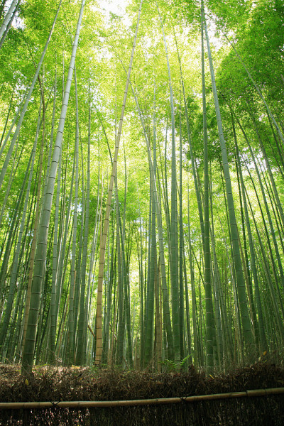 嵯峨野