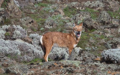 埃塞俄比亚贝尔山国家公园，野生和濒危埃塞俄比亚狼(Canis simensis)下颌张开嚎叫的特写一