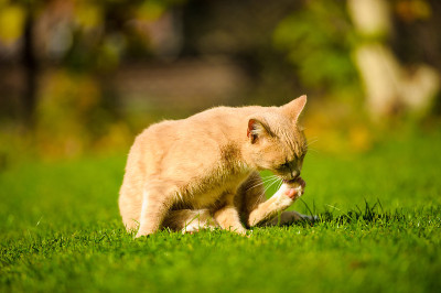 有趣的红发猫