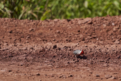 红冠红衣主教，pararia coronata，是一种鸣禽，属于tanagers Thraupida