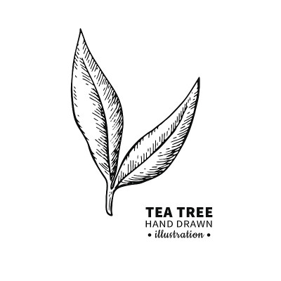 茶树矢量图。药用植物枝叶孤立的vintage插图。