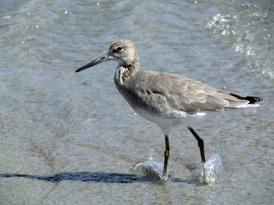 Willet (Tringa semipalmata)