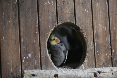 萨法里·德·保格雷