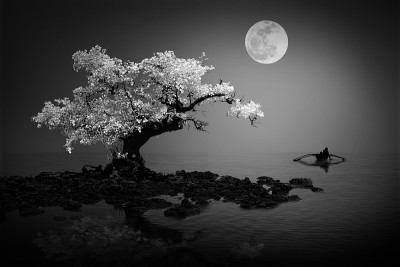 月光下垂钓