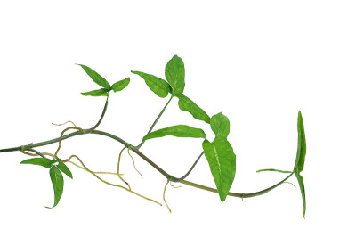 箭头状藤本植物(鬼臼合根)或美洲常绿植物孤立在白色背景上，包括修剪路径。