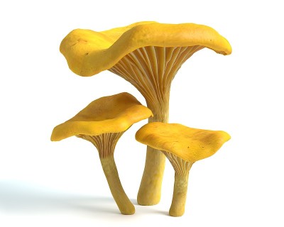 鸡油菌蘑菇