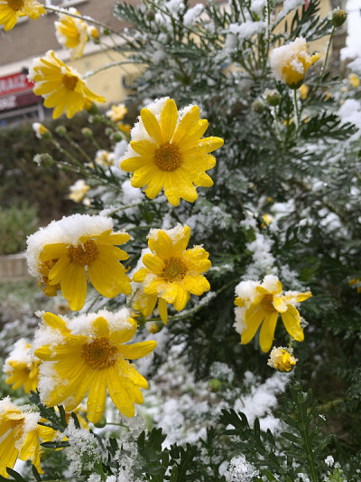 冰雪覆盖的花