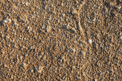 Salty sand with shells on the shore of a dry lake.