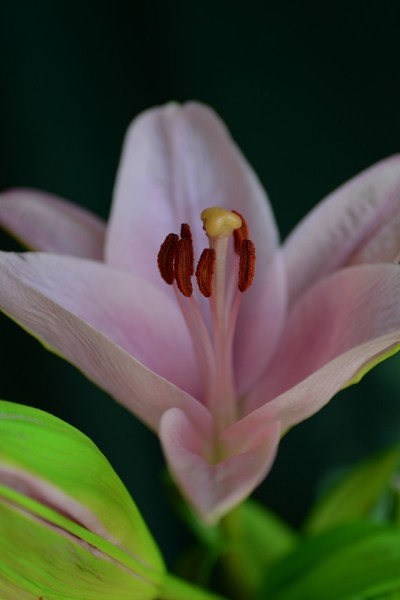 鲜花,特写镜头