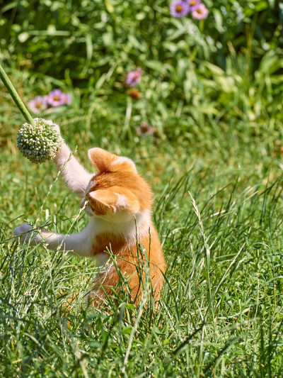草丛里的小猫。