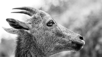 Nilgiri Tahr -野山羊