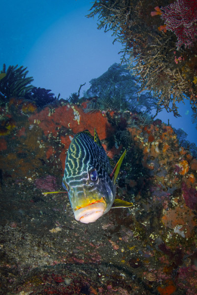 对角线纹钩爪蜥(Plectorhinchus lineatus)，前缘