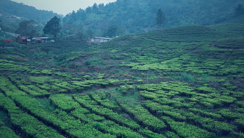 彭恰茂物地区的一片茶园