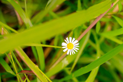 小花