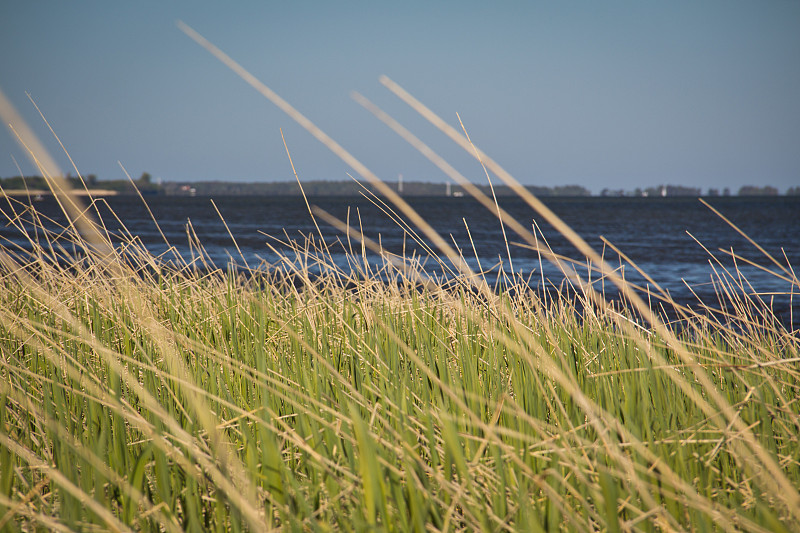 绿色的草。在Rügen，粉笔悬崖，海滩，海岸和沐浴胜地宾兹度过美好时光。