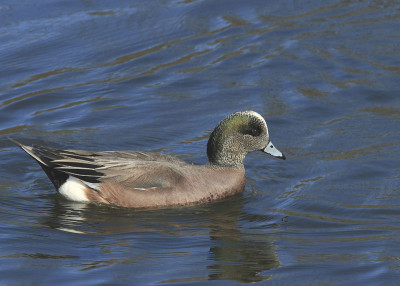 美国Wigeon(雄性)(anas americana)