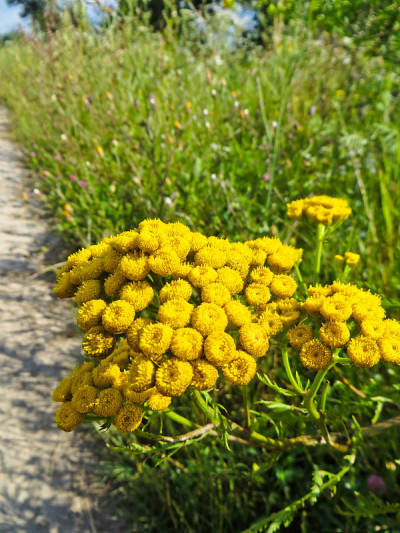 檀香(Tanacetum vulgare, Common Tansy, Cow Bitter，艾蒿)