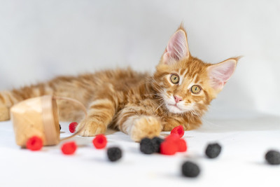 红色缅因猫。可爱，最大和美丽的猫品种。白色背景