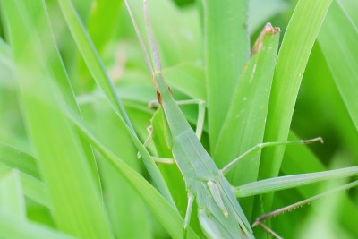 Oriental longheaded locust(Syoryo batta)