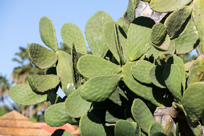Opuntia ficus-indica
