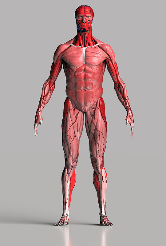 肌肉解剖男性身体在反射灰色背景3d渲染