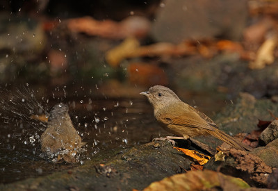 Brown-cheeked Fulvetta