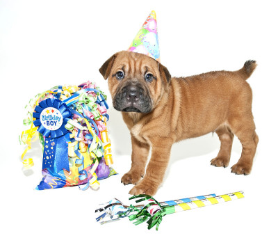 生日沙尔佩